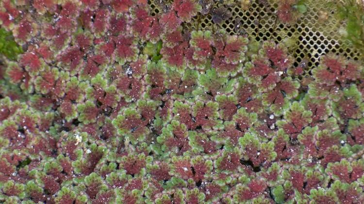 HİÇBİR KİMYASAL MADDE KULLANMIYORUZ