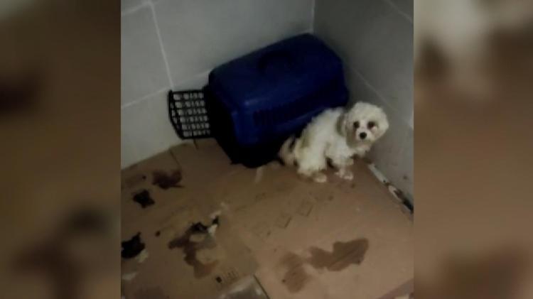 KÖPEK BİR ANDA 5 METRELİK DUVARDAN KAÇTI