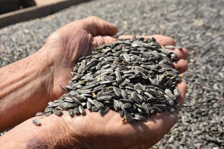 YAĞIŞ AZLIĞI AYÇİÇEĞİNDE REKOLTE KAYBINA YOL AÇAR