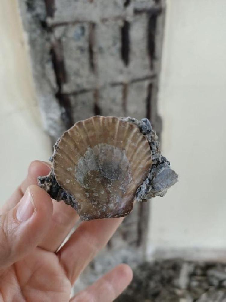 KULENİN BETONUNDAN MİDYE KABUĞU ÇIKTI