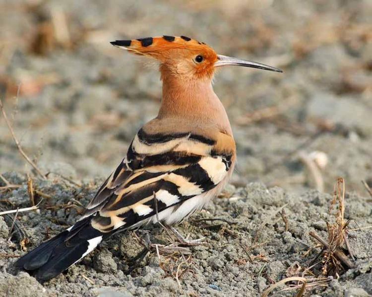 YILAN KARTALI TÜFEKLE VURULMUŞ