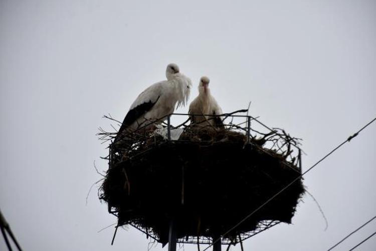 KÜRESEL ISINMANIN ETKİSİNDEN GÖÇ ETMEDİKLERİ GÖRÜLÜYOR