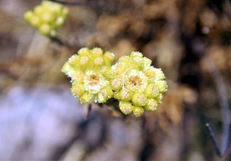 ENDEMİK TÜRLER İÇİN SEFERBERLİK