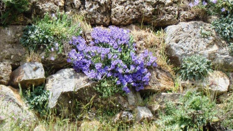 BİR SERVET ÖDEMEK İSTEMİYORSANIZ BU ÇİÇEKLERDEN UZAK DURUN