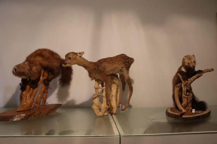 TÜRKİYE’DE YAKLAŞIK 160 MEMELİ TÜRÜ VAR