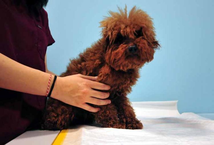 ‘BİR OTOMOBİL KOLTUĞUNUN ALTINA 20 YAVRU KÖPEK KOYUYORLAR’