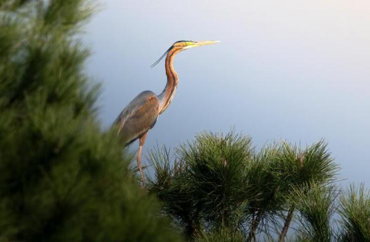 KUŞ GÖZLEM BİLİNCİ ARTIYOR