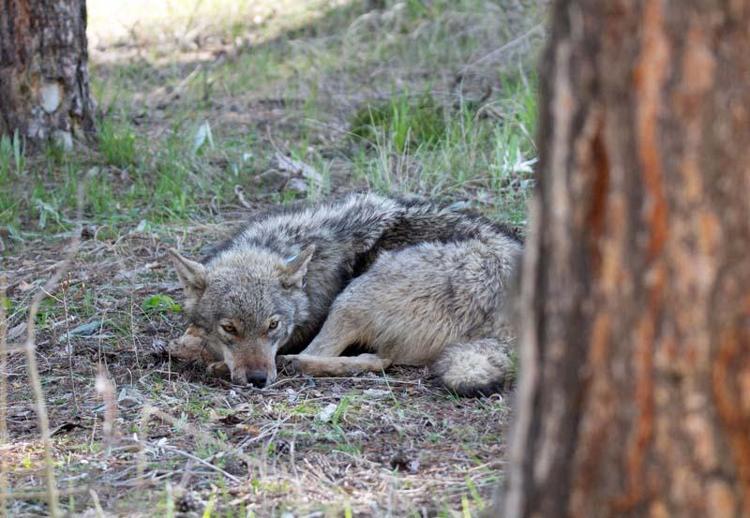 490 BİN KİLOMETREKAREDE KURT YAŞAMI