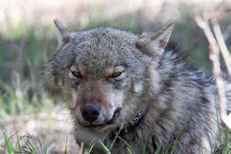 YAŞAM ALANLARINDA YAPILAŞMA BASKISI