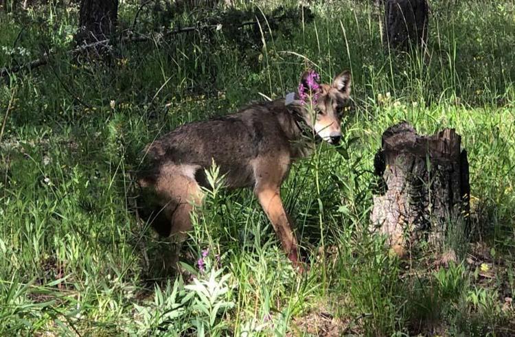 YAŞAM SÜRELERİ 1- 2 YILA KADAR DÜŞTÜ