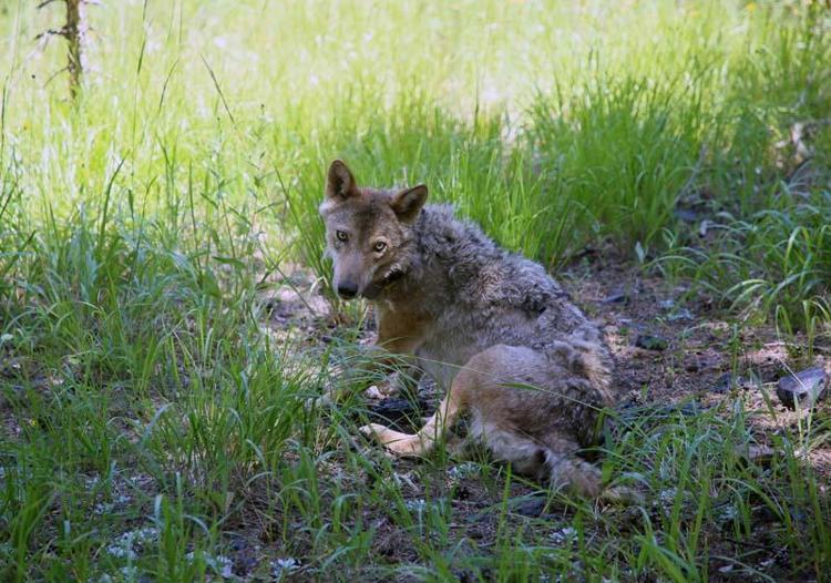 KURT SALDIRILARINDA ÇOBAN FAKTÖRÜ