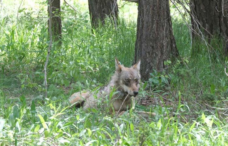 KÖYLÜ KÖPEĞİNİ KISA İP İLE BAĞLIYOR