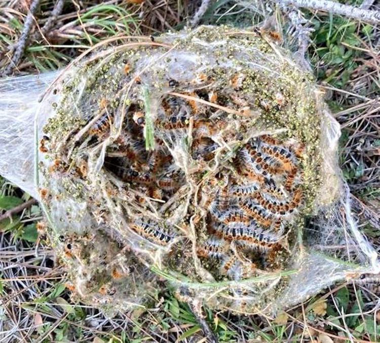 BEŞ MÜCADELE YÖNTEMİ