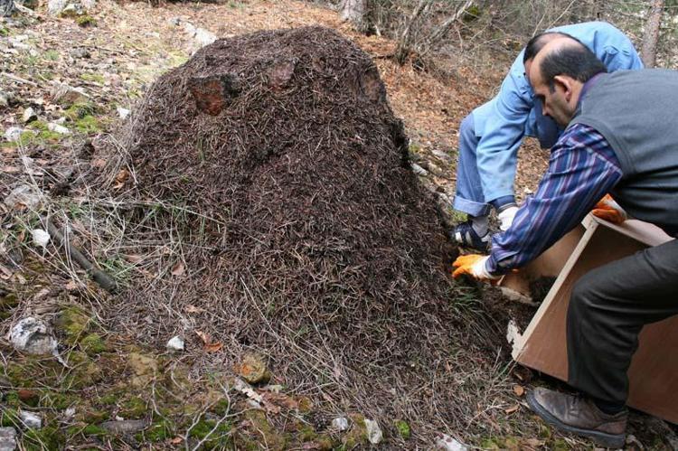 BU YIL PİK YILINI YAŞADI