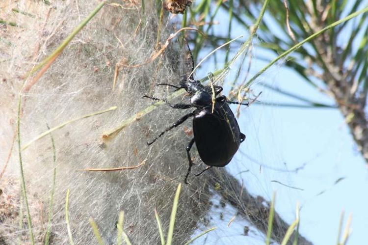 BÖCEKÇİL KUŞLAR İÇİN YUVA