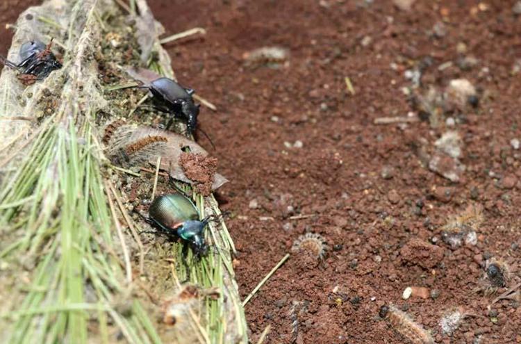 KIRMIZI ORMAN KARINCALARI