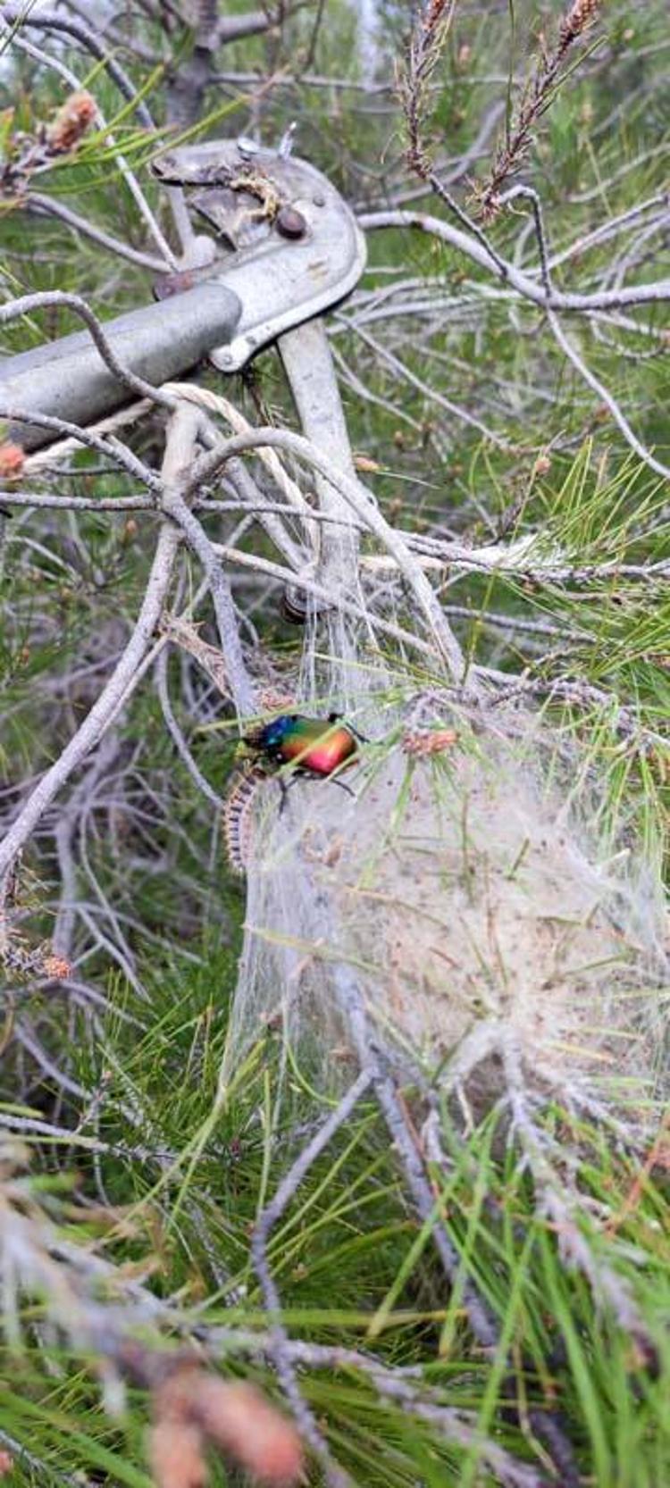 KİMYASAL YERİNE BİYOLOJİK MÜCADELE