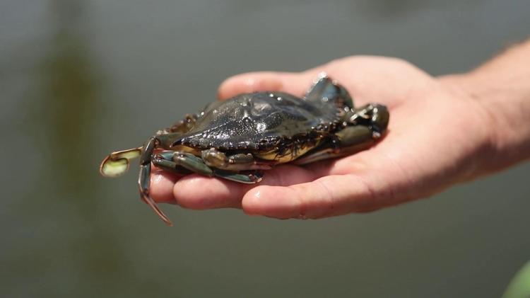 SU ÜRÜNLERİ DESTEKLEMELERİ