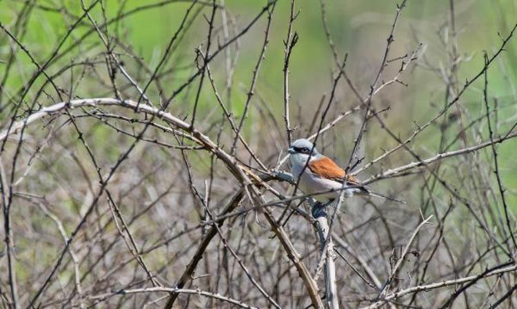 HEVSELDE KÜRESEL KİRLİLİK TEHDİDİ