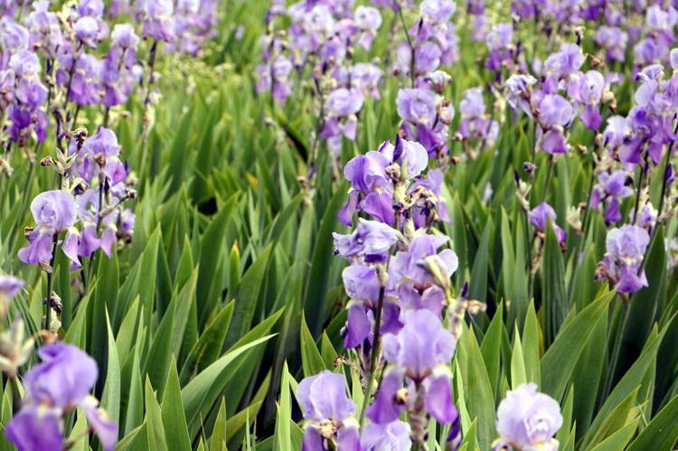 ASIL ÜRETİMİ YAPACAK ÇİFTÇİLERİMİZ