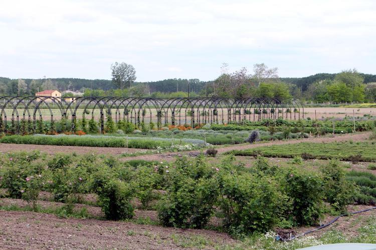 TIBBİ VE KOZMETİK SANAYİNDE KULLANILIYOR