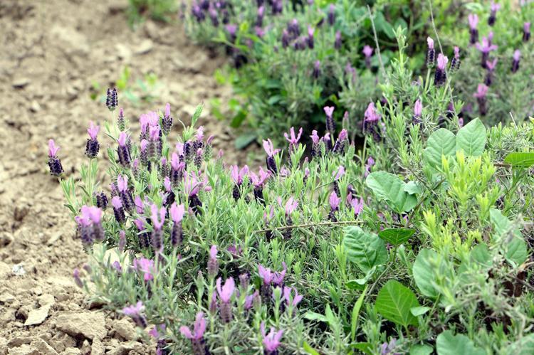 TRAKYADA 5 BİN DEKAR CİVARINDA LAVANTA EKİMİ YAPILIYOR