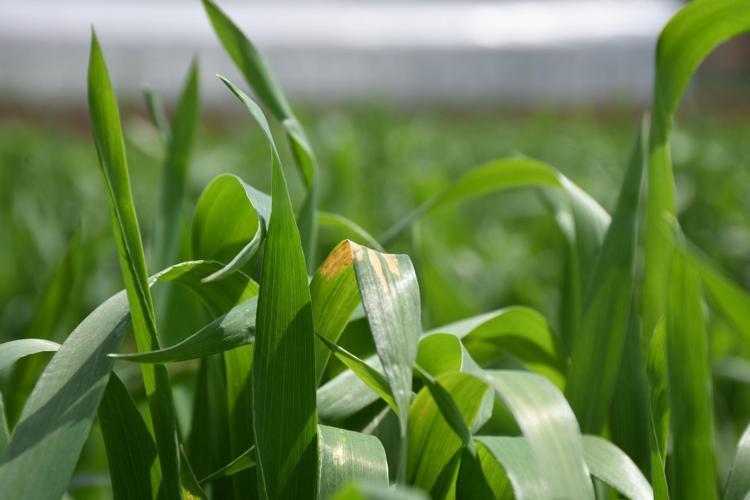 BUĞDAY OLGUNLAŞTIYSA KİMYASAL MÜCADELE YAPILMAMALI