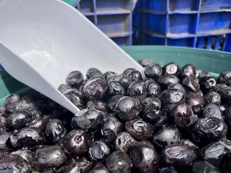 TİCARİ POTANSİYELİ YÜKSEK 100 ÜRÜNÜN TESCİLİ HEDEFLENİYOR