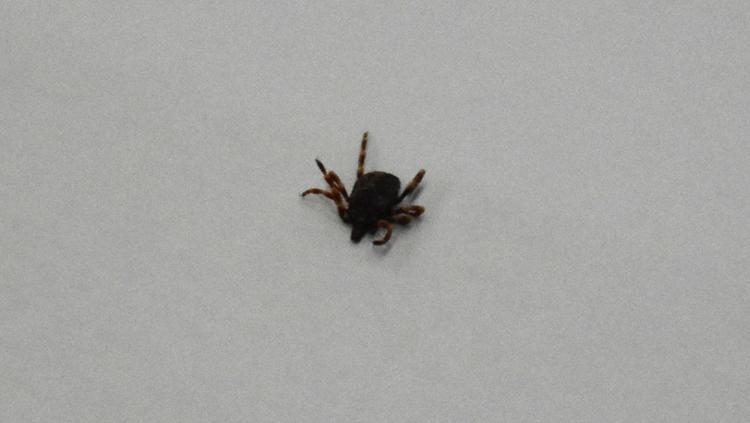 BAĞIŞIKLIK SİSTEMİ ZAYIF OLANLARI ETKİLİYOR