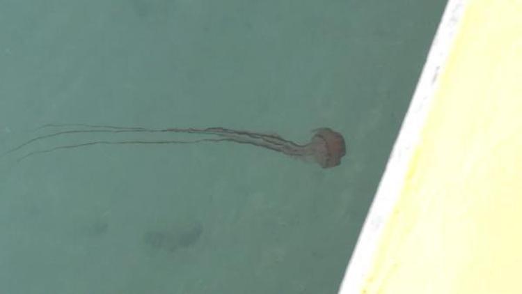 BALIK STOKLARININ CİDDİ TEHDİDİNİ OLUŞTURUYORLAR