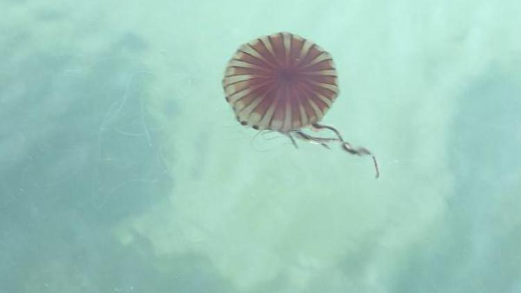 BU TÜRLERİN İSTEDİĞİ ŞEKİLDE MEVSİM GEÇİŞLERİ YAŞANIYOR