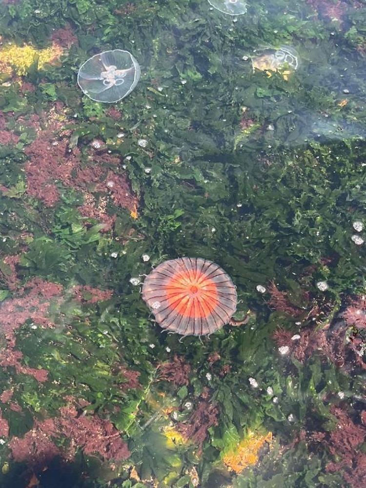 ZEHRİ DİĞER DENİZANALARINA GÖRE DAHA ETKİLİ