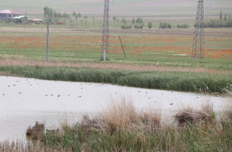 DİKKUYRUKLAR, DÜNYADA DAR BİR BÖLGEDE YAŞIYOR