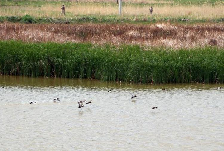 DİKKUYRUKLARIN BİYO TURİZMİNE KATKISI BÜYÜK