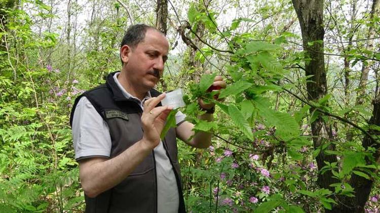 ‘MEYVE VERİMİNDE ZARAR DAHA FAZLA’
