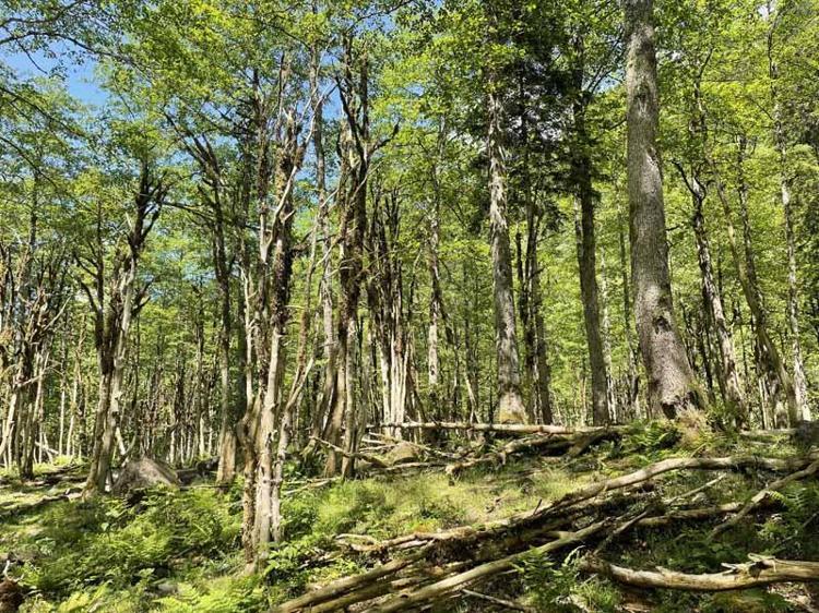 1200 METRE RAKIMA KADAR OLAN ŞİMŞİRLERİ KAYBETTİK