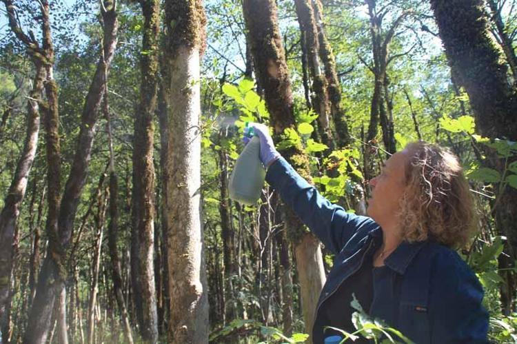 KIZILAĞAÇLAR İSTİLA ETMİŞ