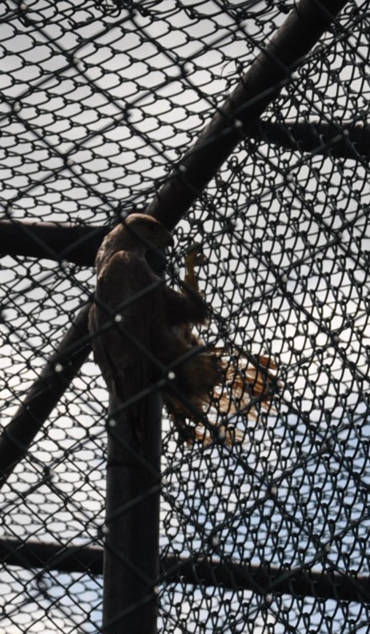 KURT YAVRULARI BİBERONLA BESLENİYOR