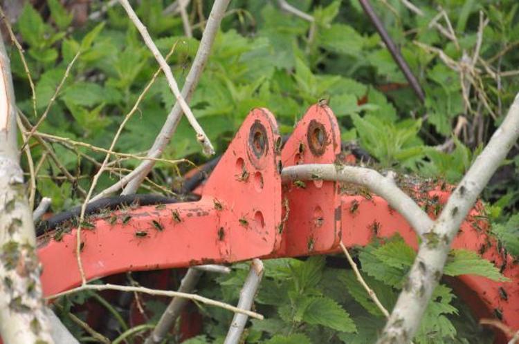 ‘ÇEKİRGELER BAŞIMIZI BELA OLDU’