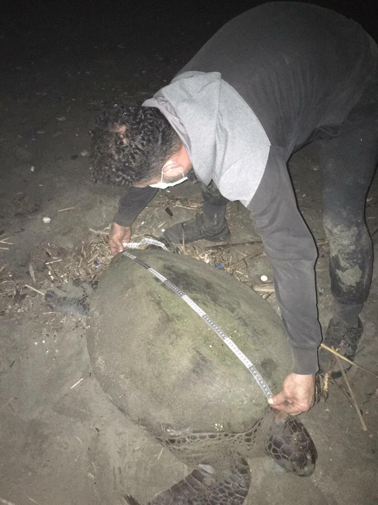 YEŞİL DENİZ KAPLUMBAĞALARININ YAŞAMIYLA İLGİLİ ÇALIŞMA YOKTU