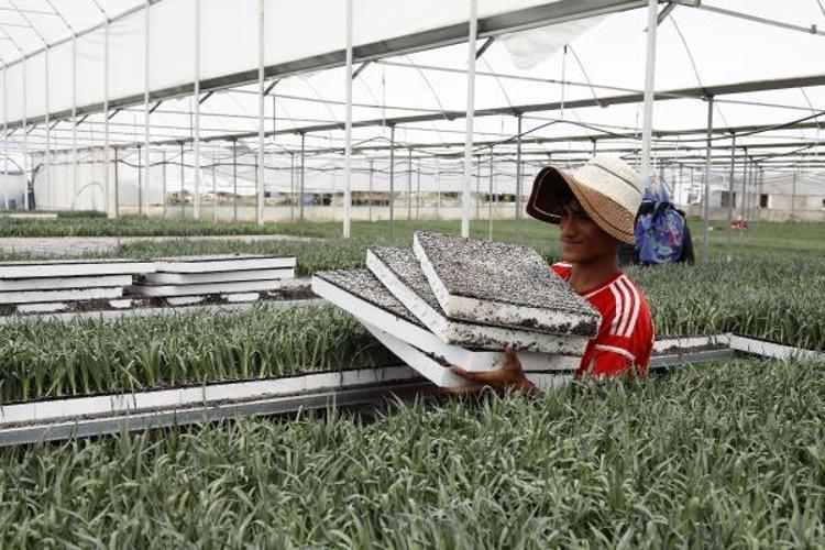 1 MİLYAR DAL ÇİÇEK SEVİYELERİNE ÇIKACAK