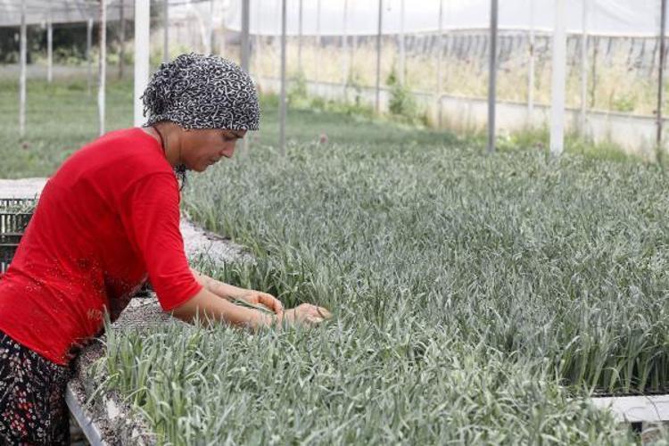 YÜZDE 80’İ KARANFİL