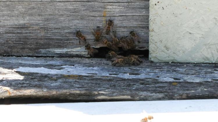 İSTANBUL’DA ŞU ANA KADAR CİDDİ VAKA, RAPOR EDİLMİŞ DURUM SÖZKONUSU DEĞİL