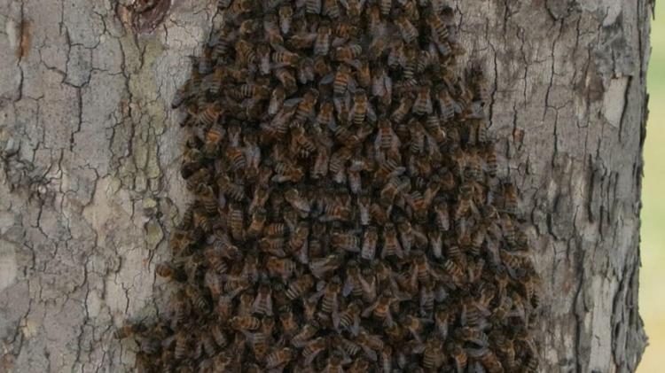 ÇOĞALMAK İÇİN YAPIYORLAR