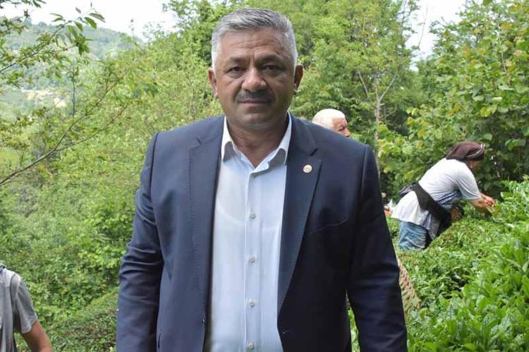 ‘95 DEKAR ALANDA ÇAY ÜRETİMİ YAPILIYOR’