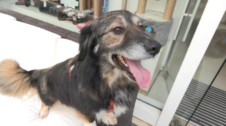 ŞİDDETLE KARŞILAŞINCA YA KAÇACAK YA ISIRACAK