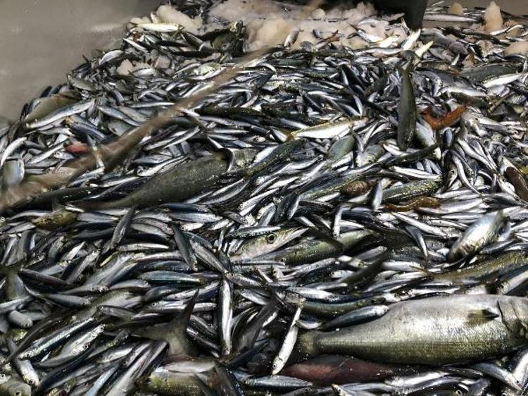 10 YILDA HAMSİ AVCILIĞI