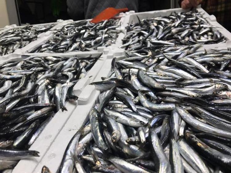 PALAMUT AVCILIĞI İKİNCİ SIRADA