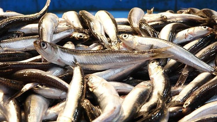 HAMSİ, BALIK UNUNDA KULLANILIYOR