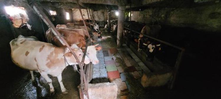 HAYVANLAR İYİLEŞMEYE BAŞLADI